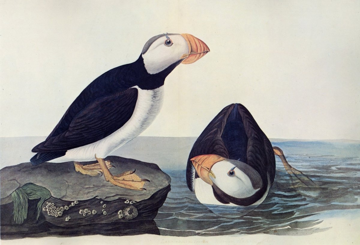 John James Audubon - Birds of America 1844 - Horned Puffin | Dimensions 9636 x 6564 pixels