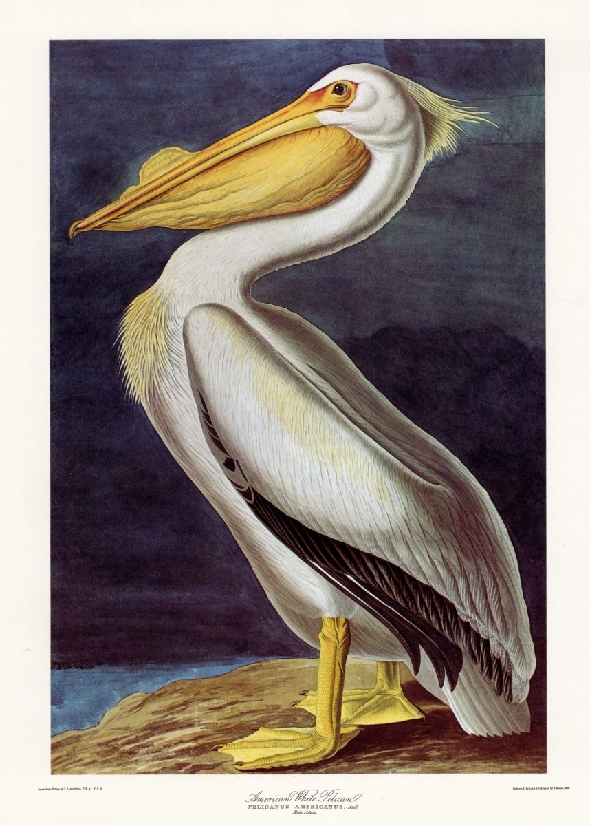 John James Audubon - White Pelican | Dimensions 5304 x 7416 pixels