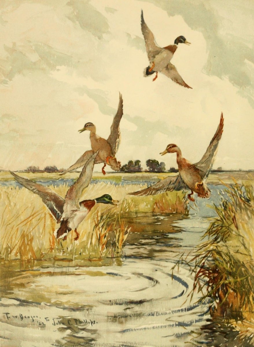 A Natural History of the Ducks v.1, 2 & 3 - Brooks, Fuertes | Dimensions 2160 x 2950 pixels