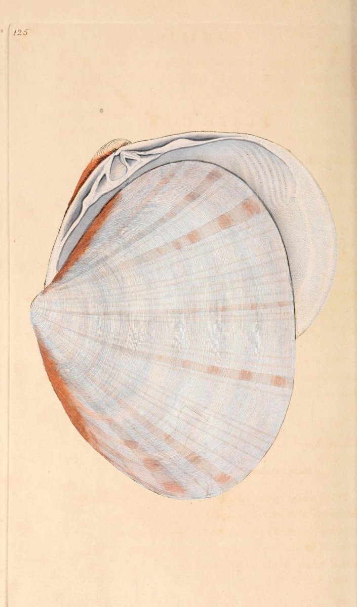 Natural History of British Shells V4 1804 - Edward Donovan | Dimensions 1851 x 3150 pixels