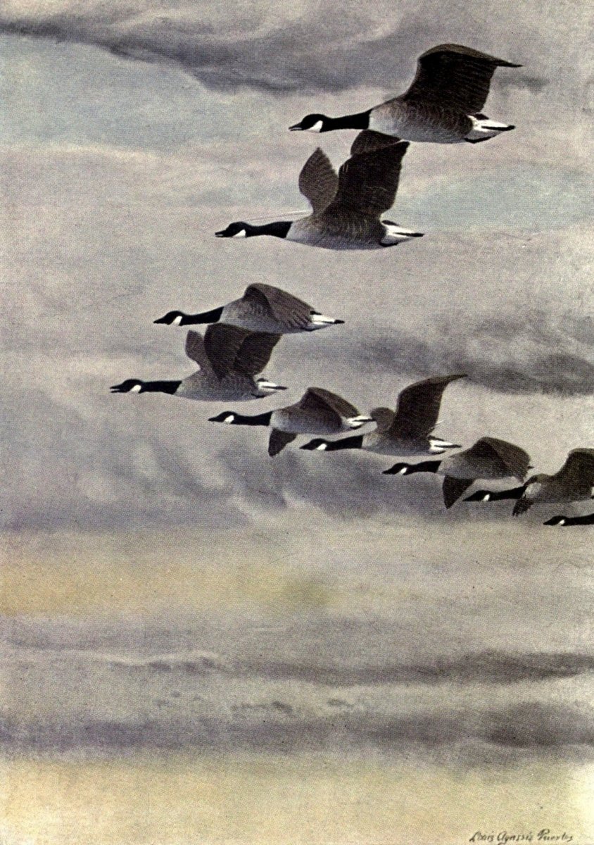 In the Open 1908 - Louis A. Fuertes - 1 image | Dimensions 1900 x 2700 pixels