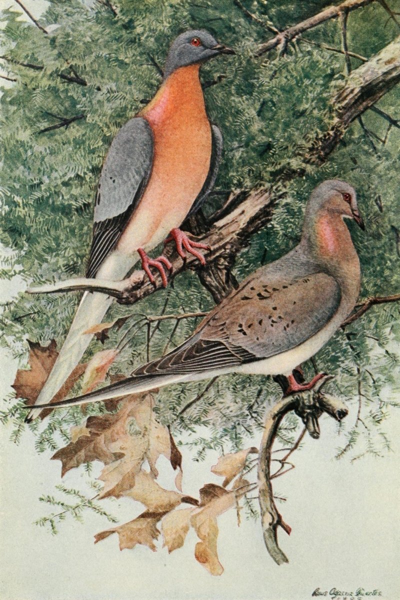 The Passenger Pigeon, 1907 - Brooks, Fuertes - 3 images | Dimensions 1910 x 2865 pixels