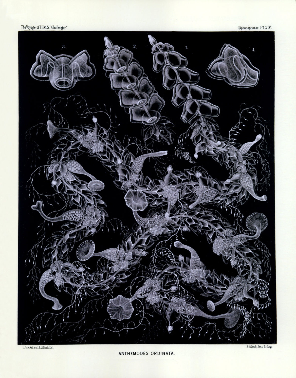 Dimensions 5504 x 7024 pixels
