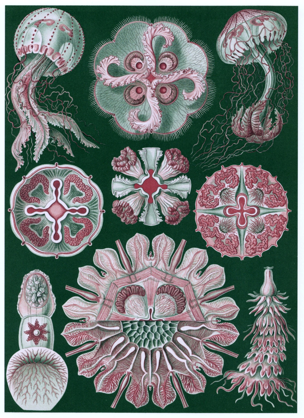 Dimensions 4650 x 6380 pixels