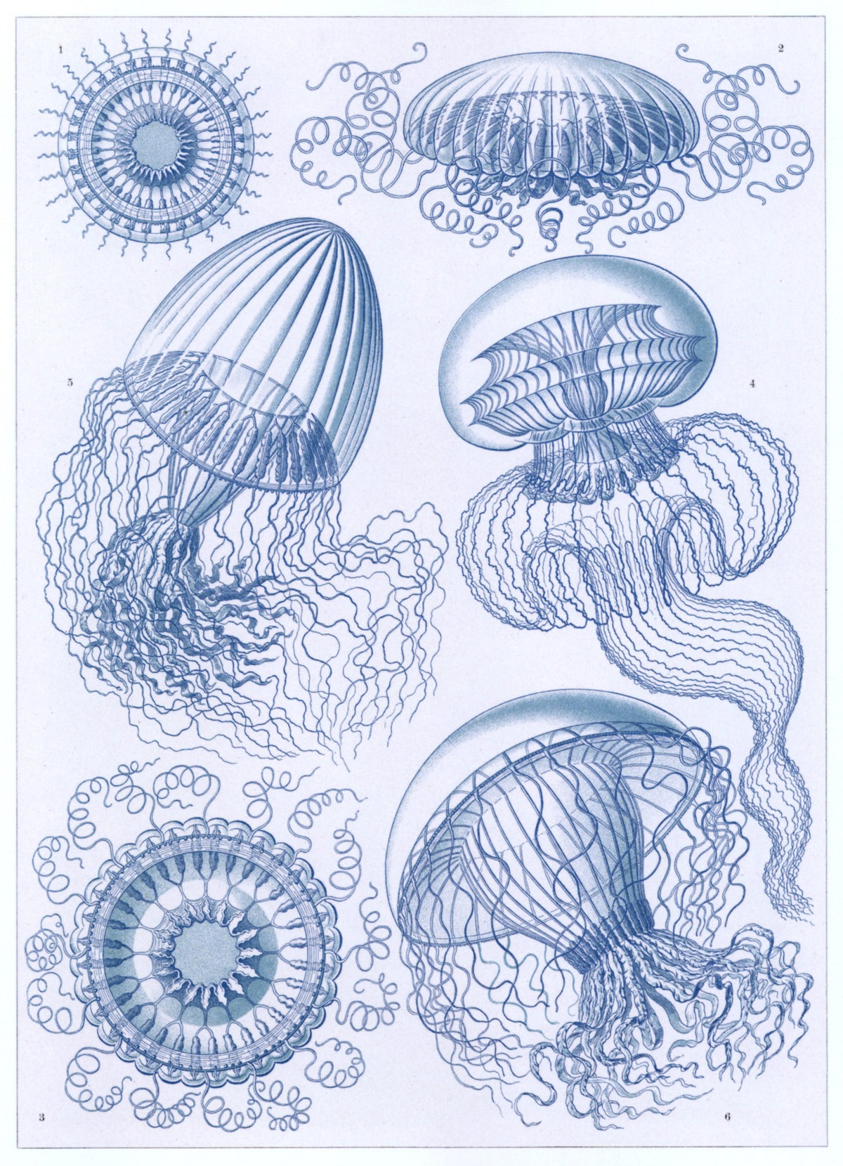Dimensions 4653 x 6435 pixels