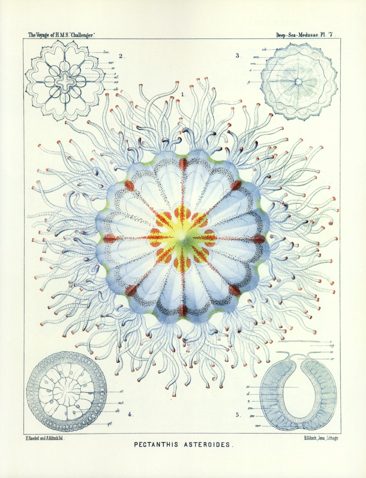 Dimensions 5391 x 7038 pixels