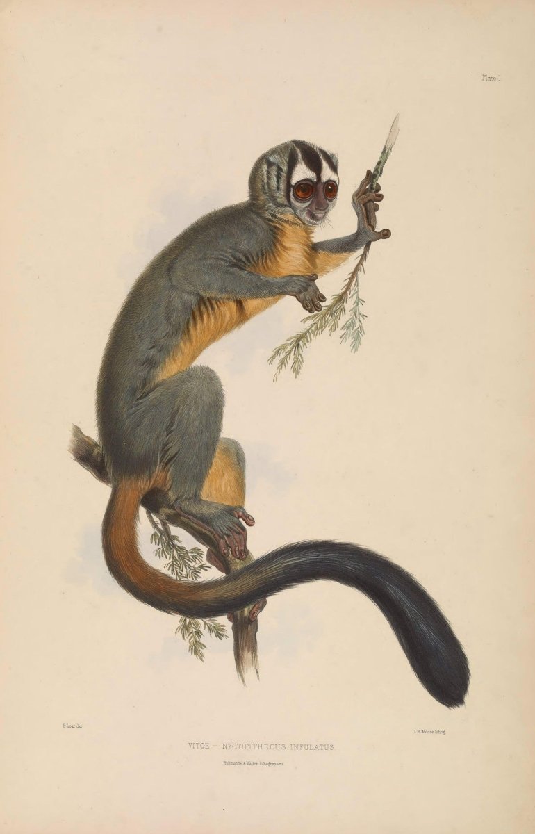 Gleanings from the Menagerie and Aviary at Knowsley Hall v.1 | Dimensions 4330 x 6750 pixels