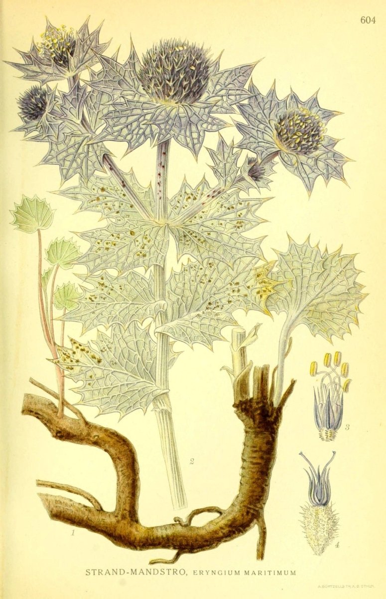 Billeder af Nordens Flora v.4 1917 - Carl A.M. Lindman | Dimensions 2179 x 3449 pixels