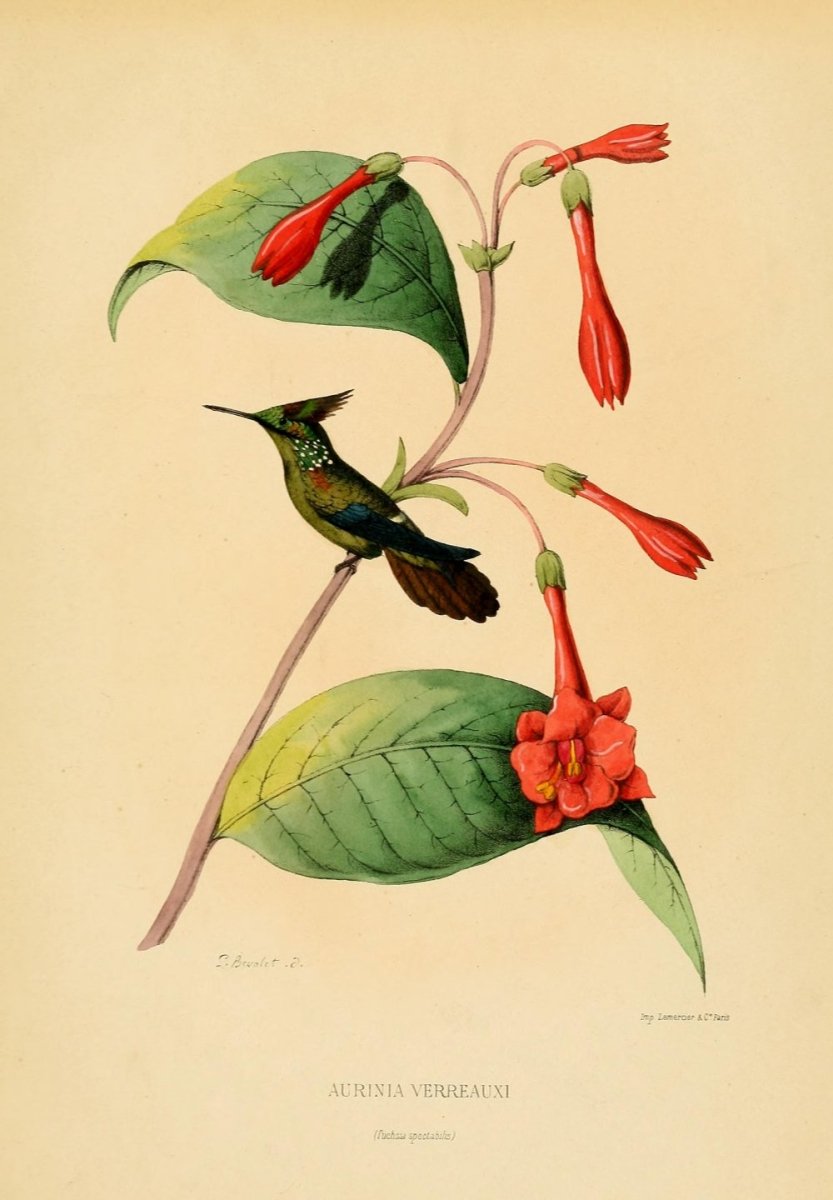 Louis Victor Bevalet