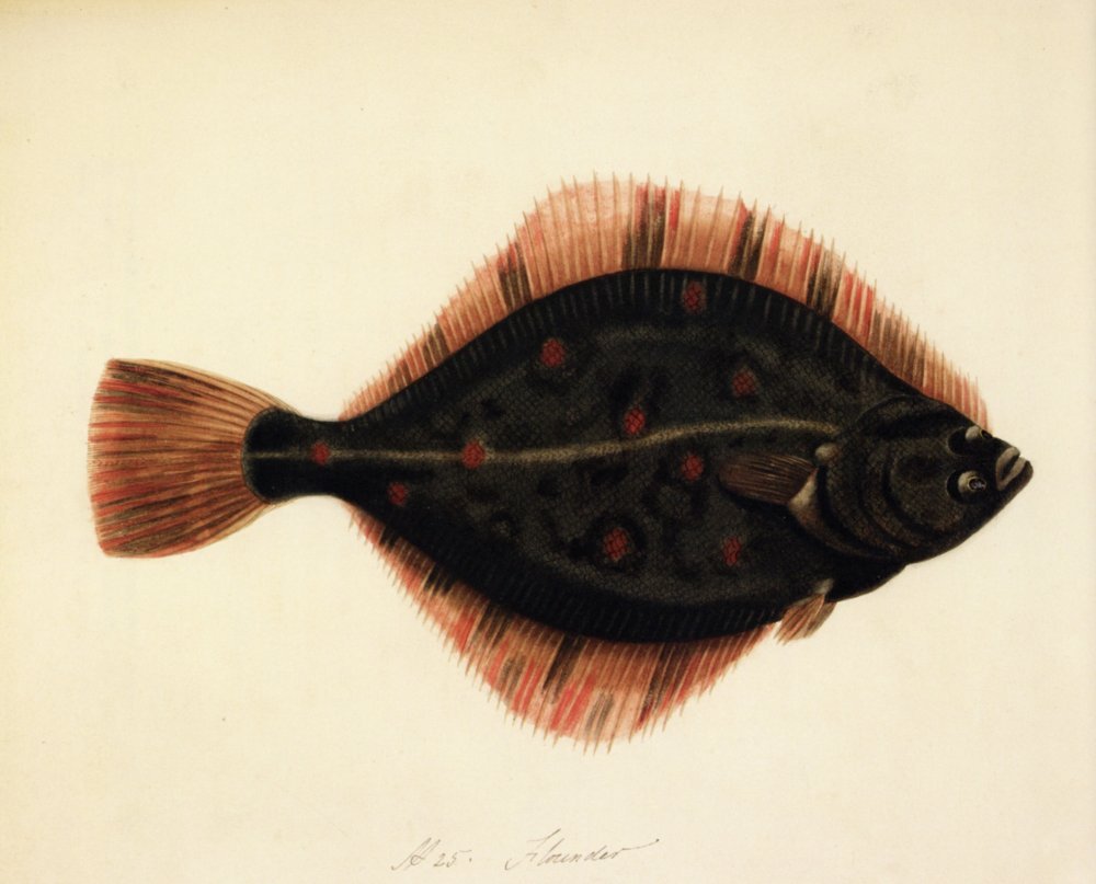 Sarah Bowdich