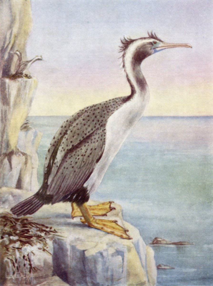 Lily Daff, Spotted Shag