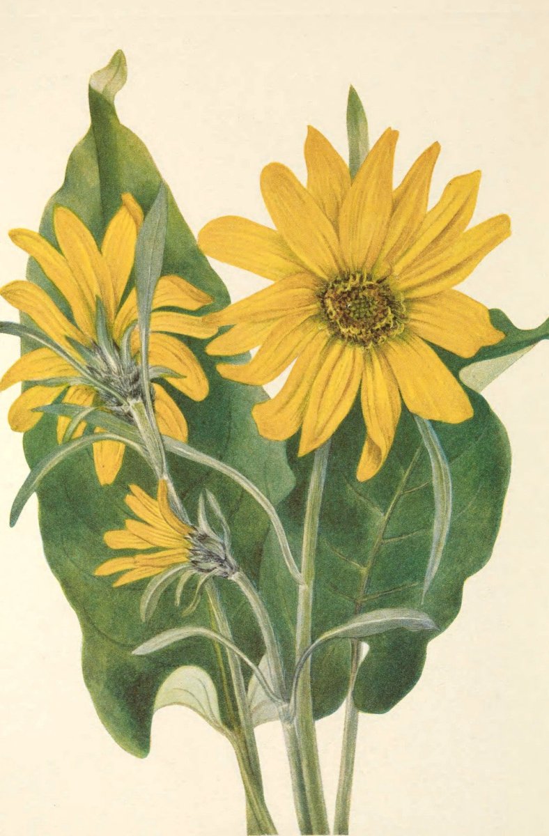 Mary Vaux Walcott