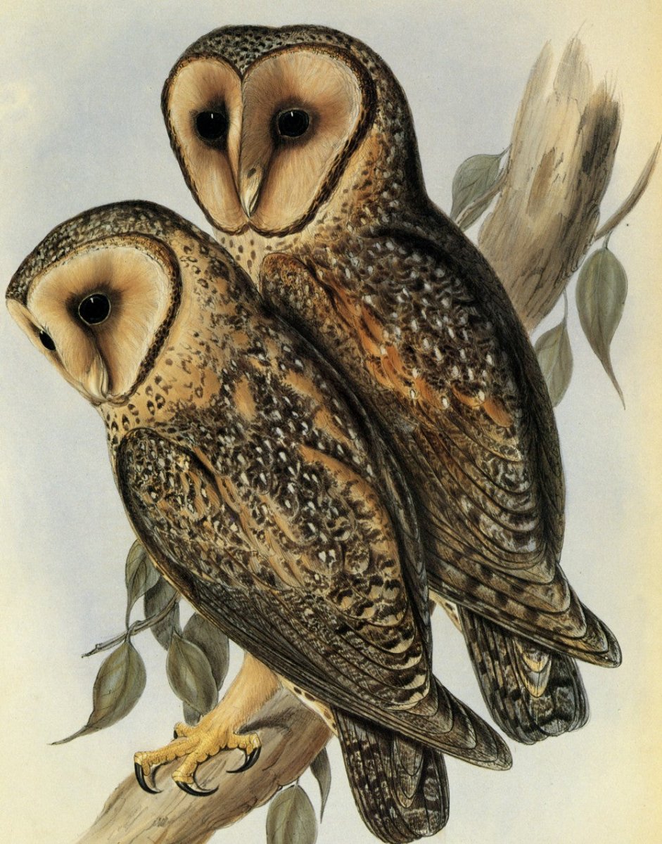 ·Pictures of Owls in the Public Domain - Public Domain Image Library
