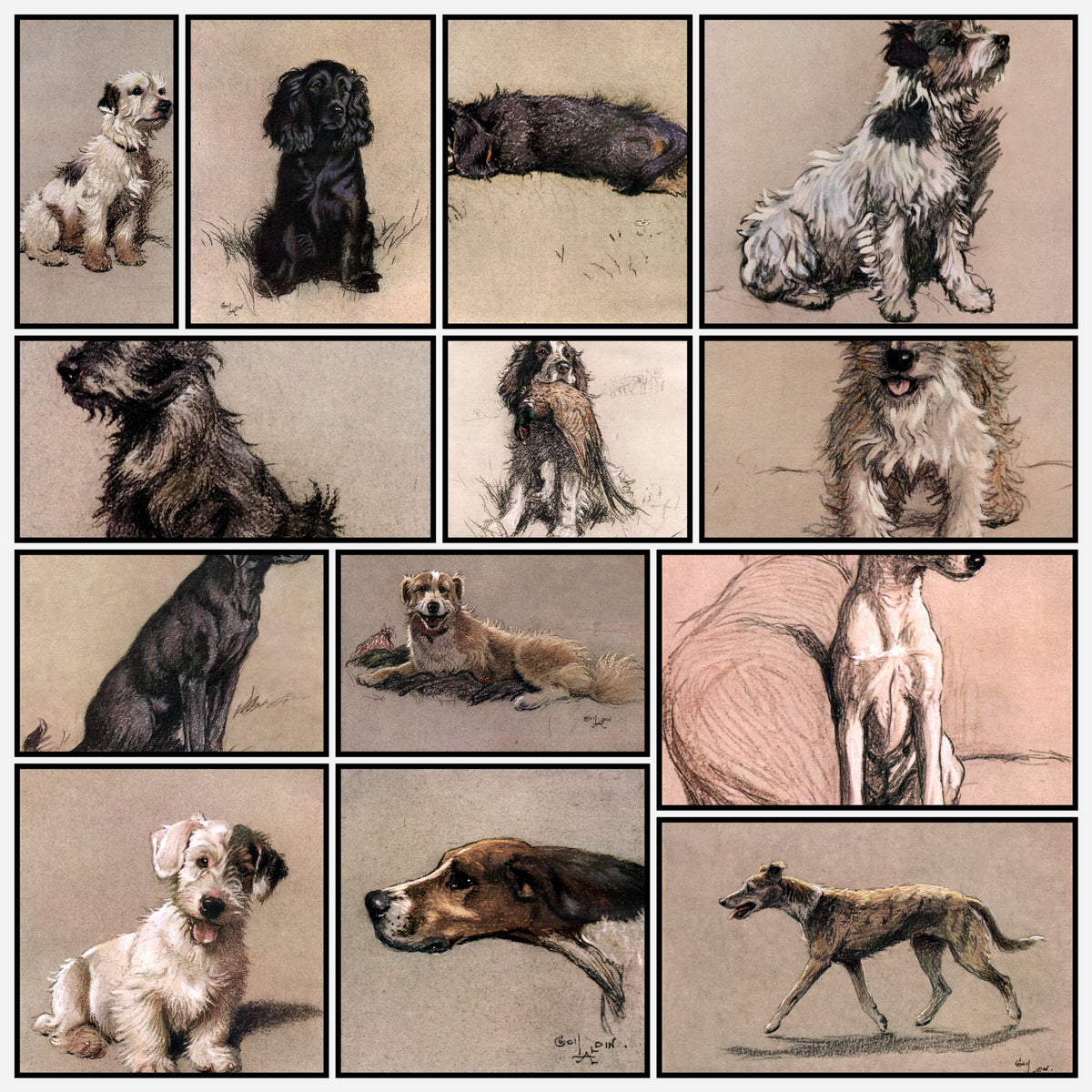 A snapshot of the images