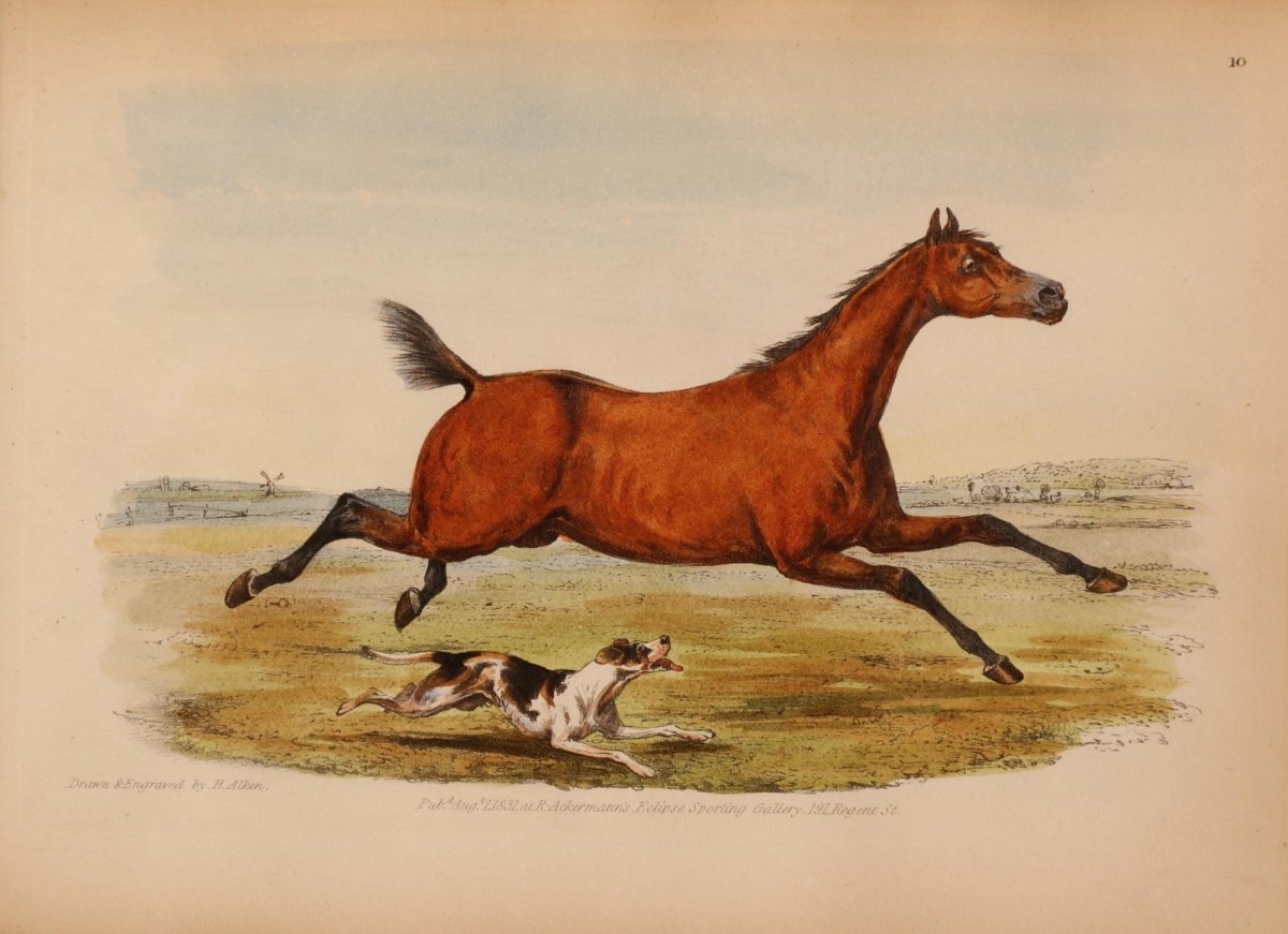 Studies of the Horse 1831 - Henry Alken - 25 images | Dimensions 4087 x 2967 pixels