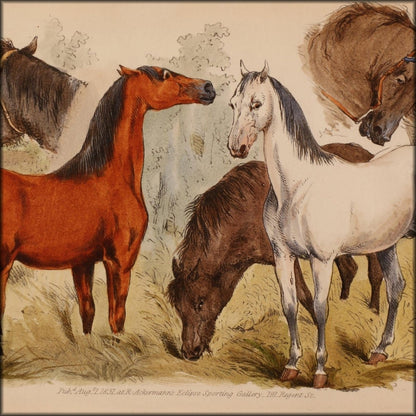 Studies of the Horse 1831 - Henry Alken - 25 images | Digital Download - 25 images