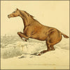 Beauties & Defects in the Horse 1816 - Henry Alken (1785-1851) - 18 images
