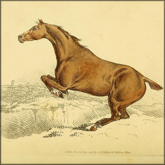 Beauties & Defects in the Horse 1816 - Henry Alken | Digital Download - 18 images