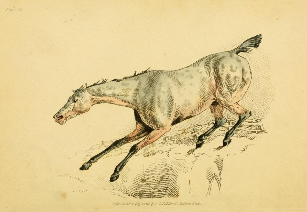 Beauties & Defects in the Horse 1816 - Henry Alken | Dimensions 2676 x 1856 pixels