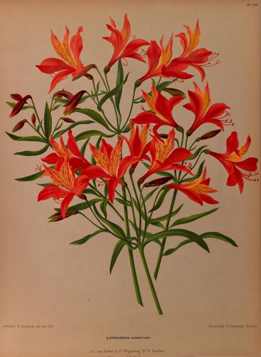 Haarlem's Flora 1872-1881 - Arentine H Arendsen - 120 images | Dimensions 5258 x 7172 pixels