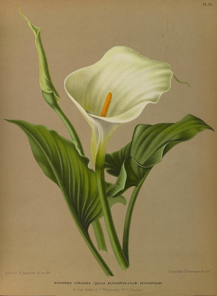 Haarlem's Flora 1872-1881 - Arentine H Arendsen - 120 images | Dimensions 5301 x 7209 pixels