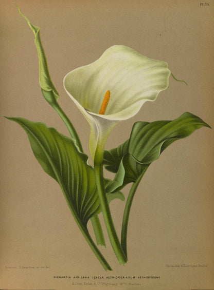 Haarlem's Flora 1872-1881 - Arentine H Arendsen - 120 images | Dimensions 5301 x 7209 pixels