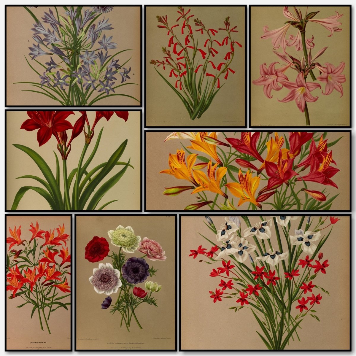 Haarlem's Flora 1872-1881 - Arentine H Arendsen - 120 images | A snapshot of some of the images