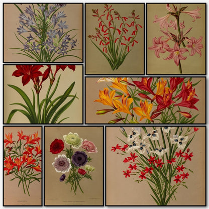 Haarlem's Flora 1872-1881 - Arentine H Arendsen - 120 images | A snapshot of some of the images