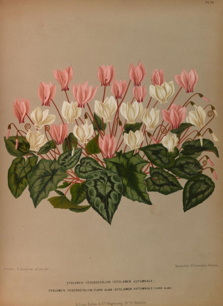 Haarlem's Flora 1872-1881 - Arentine H Arendsen - 120 images | Dimensions 5258 x 7194 pixels