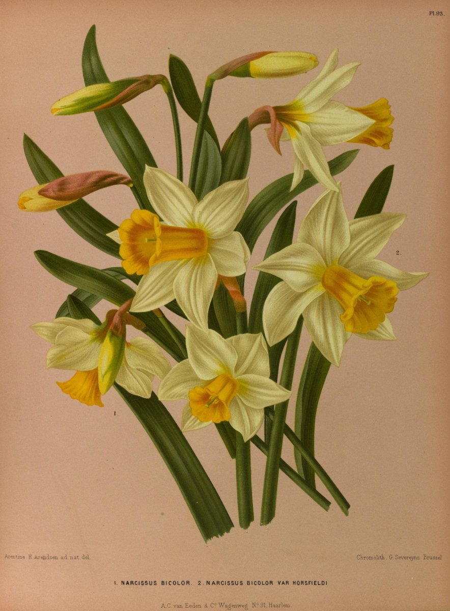 Haarlem's Flora 1872-1881 - Arentine H Arendsen - 120 images | Dimensions 5225 x 7090 pixels