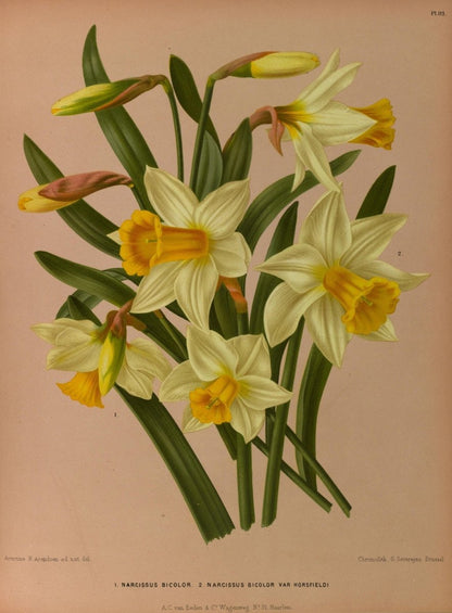 Haarlem's Flora 1872-1881 - Arentine H Arendsen - 120 images | Dimensions 5225 x 7090 pixels