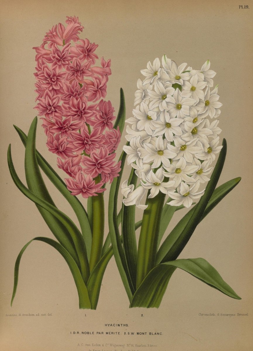 Haarlem's Flora 1872-1881 - Arentine H Arendsen - 120 images | Dimensions 5269 x 7307 pixels