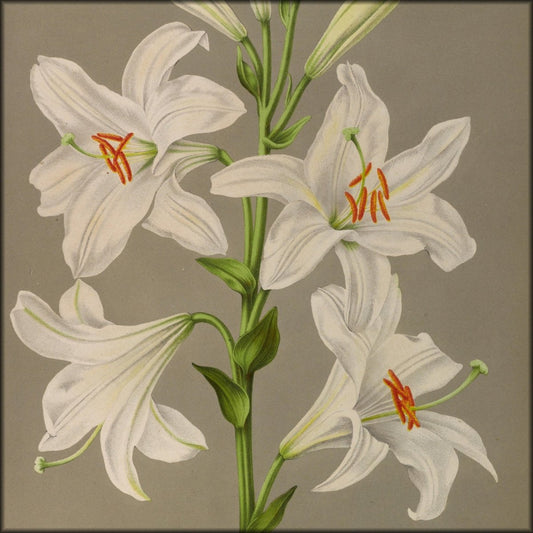 Haarlem's Flora 1872-1881 - Arentine H Arendsen - 120 images | Digital Download - 120 images