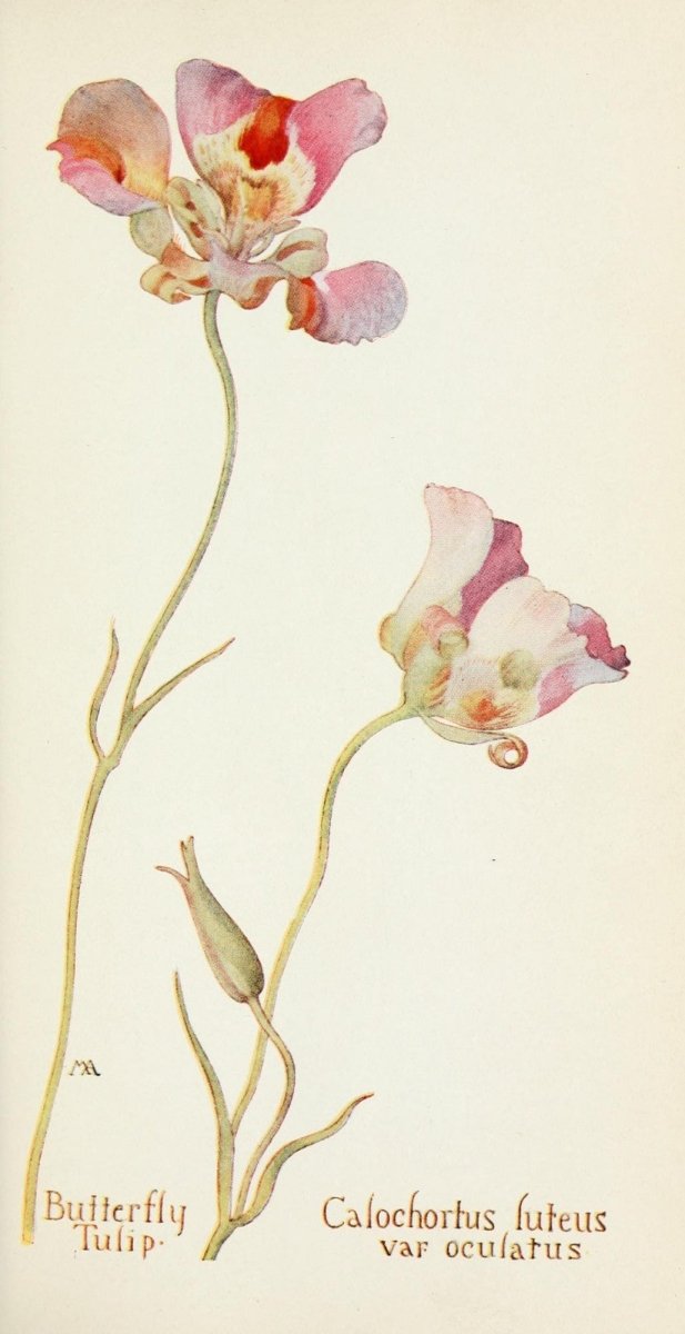 Field Book of Western Wild Flowers 1915 - Margaret Armstrong | Dimensions 1585 x 3081 pixels