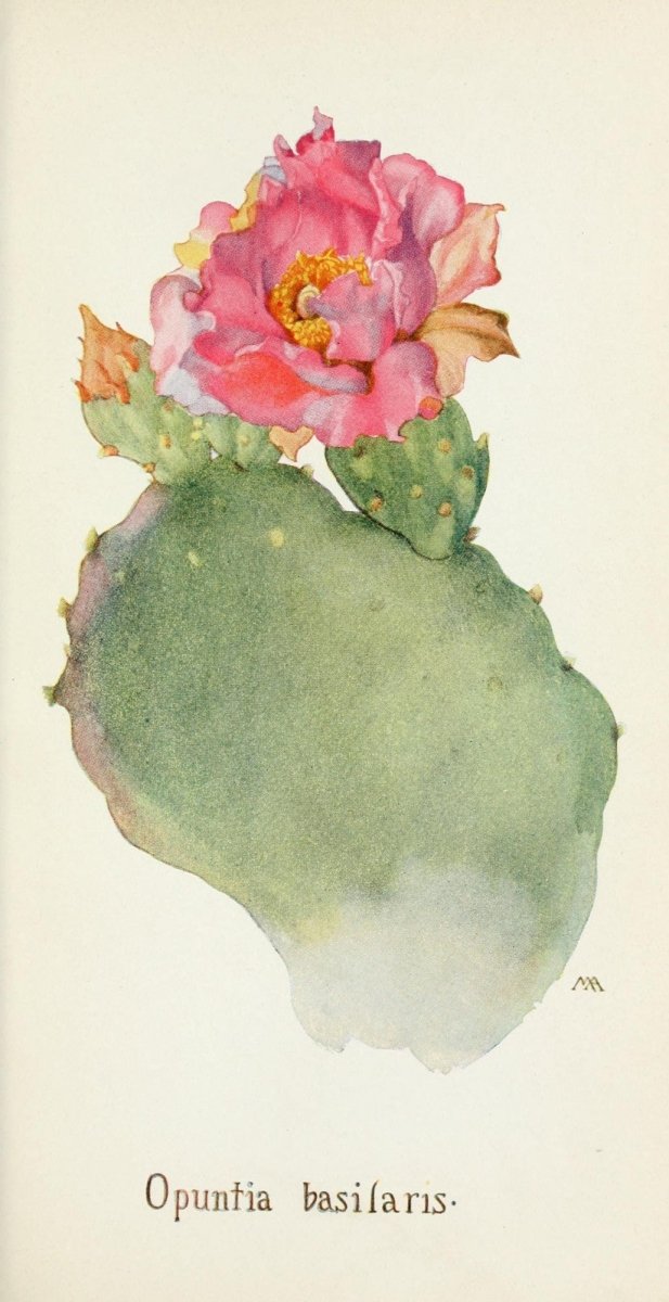 Field Book of Western Wild Flowers 1915 - Margaret Armstrong | Dimensions 1585 x 3081 pixels