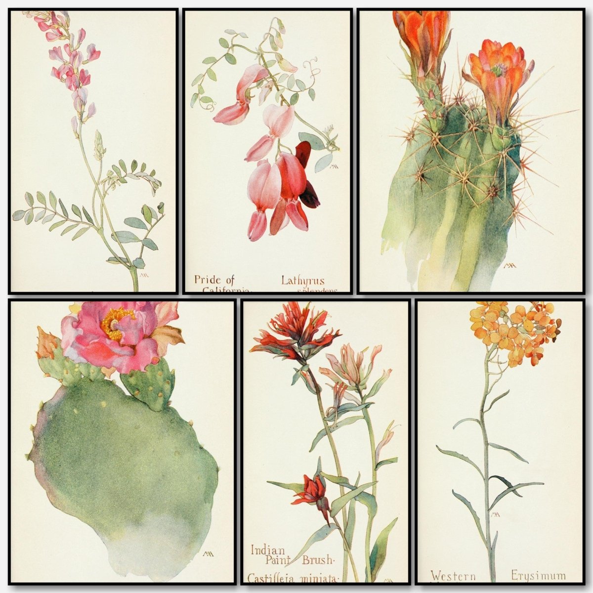 Field Book of Western Wild Flowers 1915 - Margaret Armstrong | A snapshot of some of the images