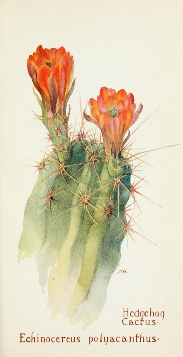 Field Book of Western Wild Flowers 1915 - Margaret Armstrong | Dimensions 1585 x 3081 pixels