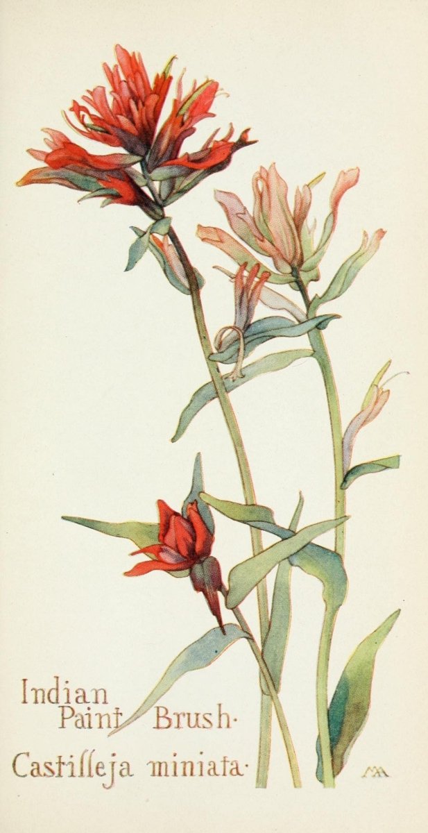 Field Book of Western Wild Flowers 1915 - Margaret Armstrong | Dimensions 1585 x 3081 pixels