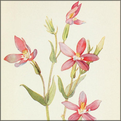 Field Book of Western Wild Flowers 1915 - Margaret Armstrong | Digital Download - 48 images