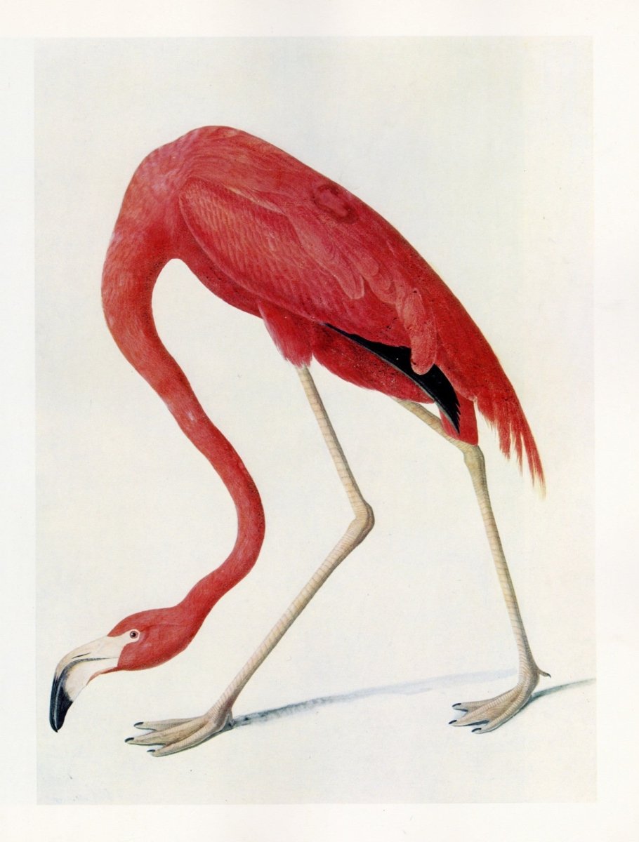 The Quadrupeds of North America 1851 - John J. Audubon | Dimensions 5496 x 7248 pixels