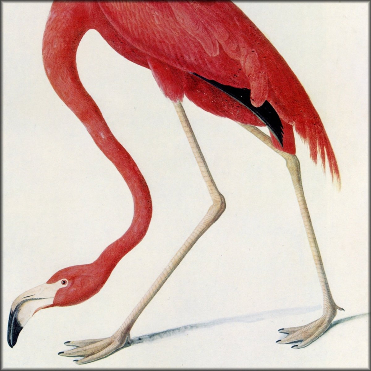 John James Audubon - American Flamingo | Digital Download - 1 image