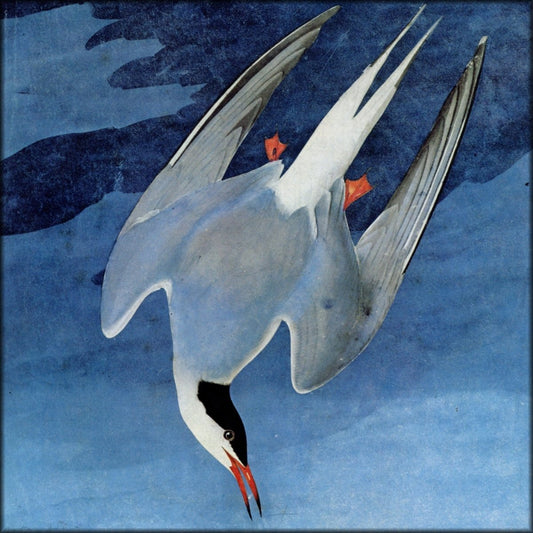 John James Audubon - Birds of America 1844 - Arctic Tern | Digital Download - 1 image