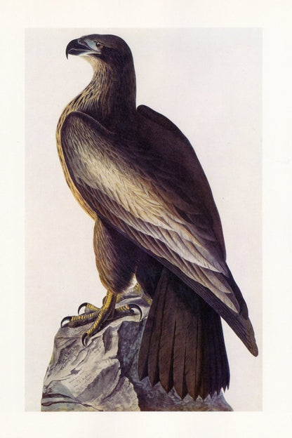 The Quadrupeds of North America 1851 - John J. Audubon | Dimensions 5020 x 7530 pixels
