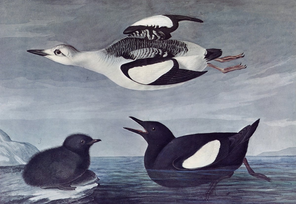 The Quadrupeds of North America 1851 - John J. Audubon | Dimensions 9488 x 6560 pixels