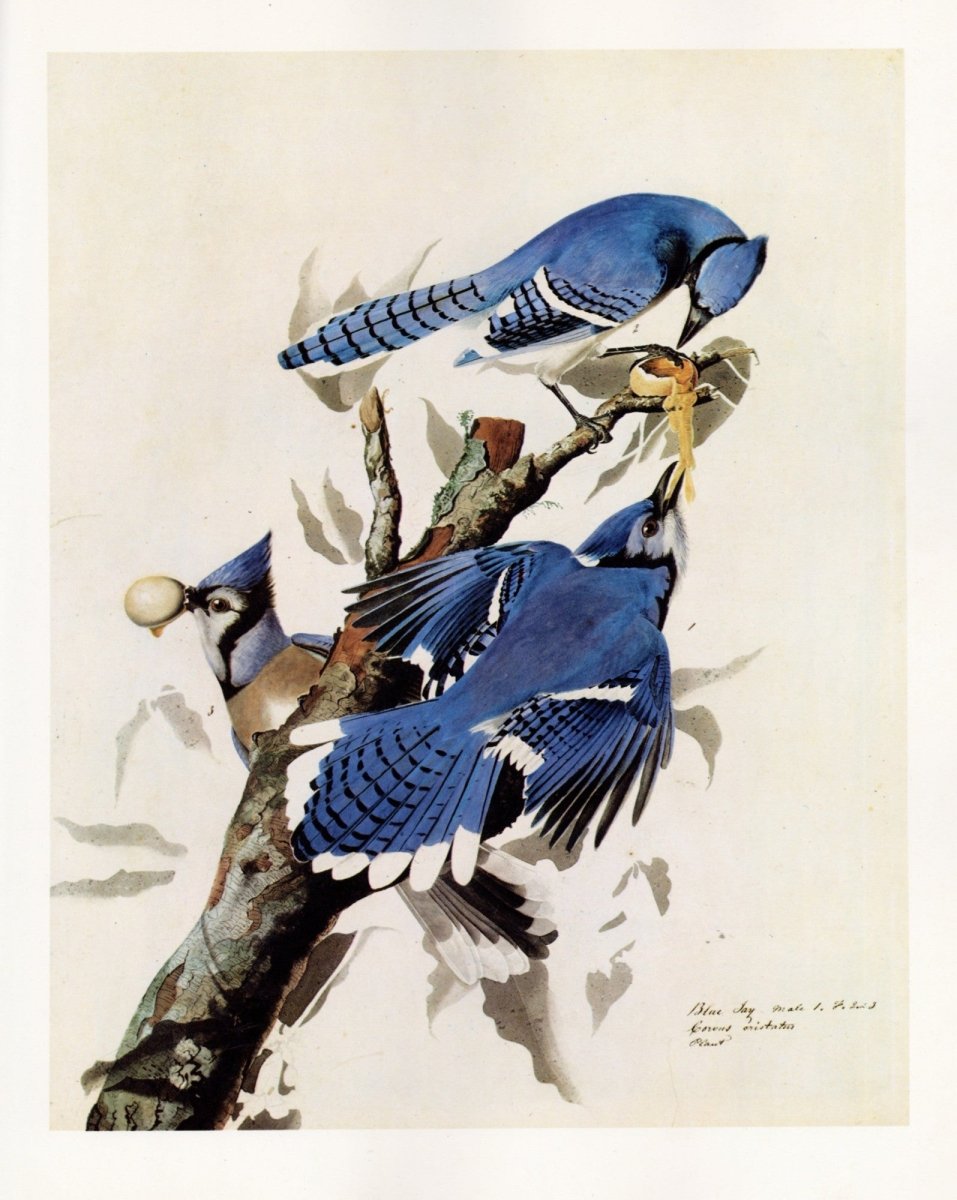 The Quadrupeds of North America 1851 - John J. Audubon | Dimensions 5868 x 7356 pixels