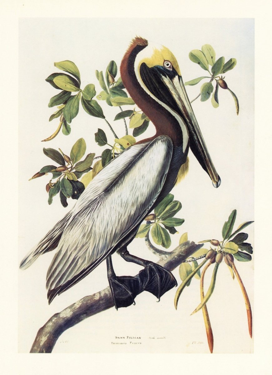 John James Audubon - Birds of America 1844 - Brown Pelican | Dimensions 5346 x 7370 pixels