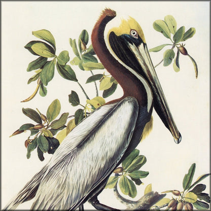 John James Audubon - Birds of America 1844 - Brown Pelican | Digital Download - 1 image