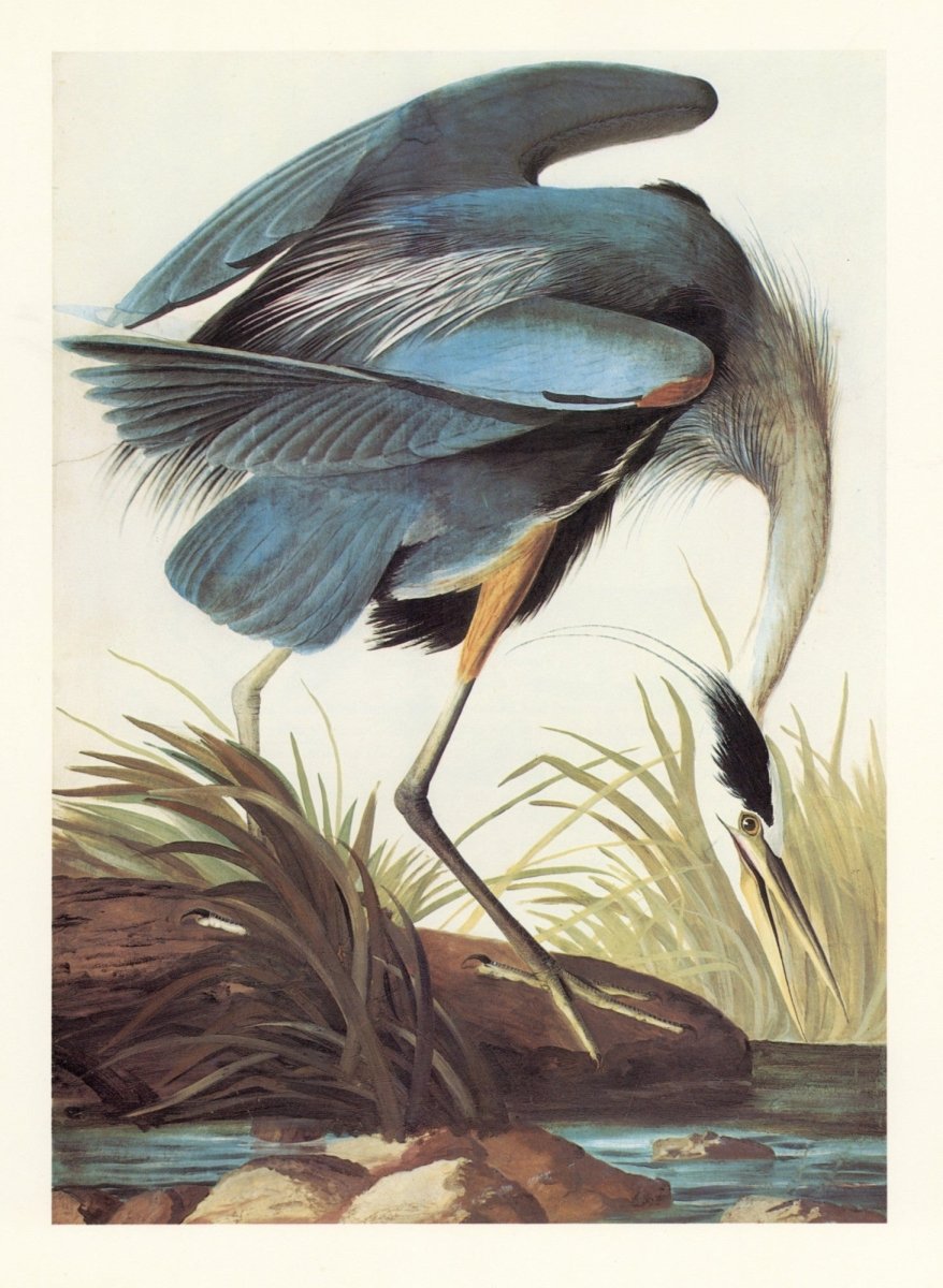 John James Audubon - Birds of America - Great Blue Heron | Dimensions 5302 x 7249 pixels