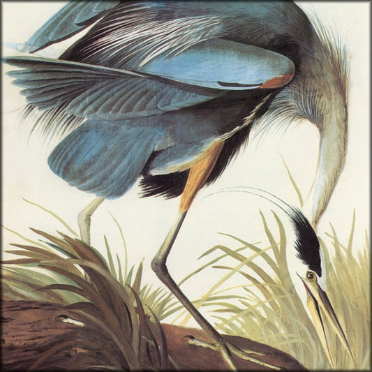 John James Audubon - Birds of America - Great Blue Heron | Digital Download - 1 image