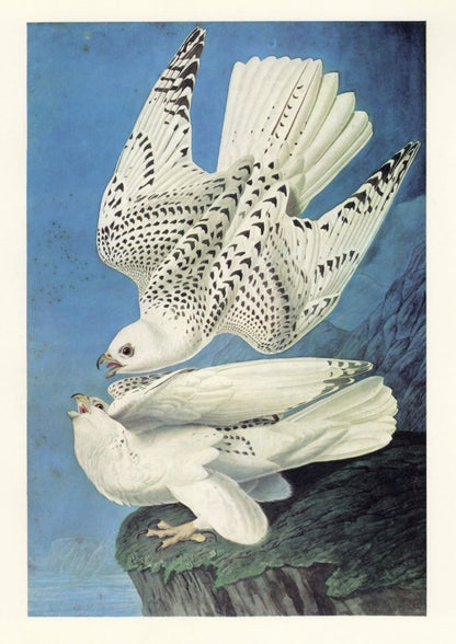 The Quadrupeds of North America 1851 - John J. Audubon | Dimensions 5060 x 7150 pixels